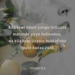 Yn 15:2 - Kila tawi ndani yangu lisilozaa huliondoa; na kila tawi lizaalo hulisafisha, ili lizidi kuzaa.