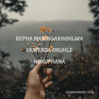 KumaHeberu 13:16 ZUL59
