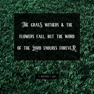 1 Peter 1:24 - for
“All flesh is like grass
and all its glory like the flower of grass.
The grass withers,
and the flower falls