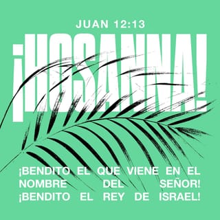 Juan 12:13 - Entonces tomaron ramas de palma y salieron a recibirlo, gritando:
―¡Hosanna!
―¡Bendito el que viene de parte del Señor!
―¡Bendito el Rey de Israel!