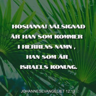 Johannes 12:13 - och de tog palmkvistar och gick ut för att möta honom. De ropade:
”Hosianna!”
”Välsignad är han som kommer i Herrens namn!”
”Israels kung!”