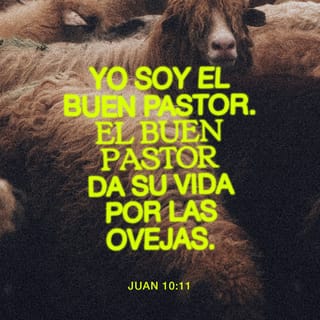 San Juan 10:11 - Yo soy el buen pastor. El buen pastor da su vida por las ovejas