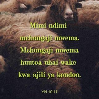 Yn 10:11 - Mimi ndimi mchungaji mwema. Mchungaji mwema huutoa uhai wake kwa ajili ya kondoo.