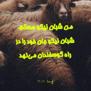 یوحنا 11:10 - «من شبان نیكو هستم، شبان نیكو جان خود را برای گوسفندان فدا می‌سازد.