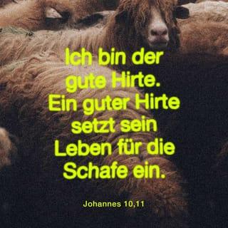 Johannes 10:11-17 - Ich bin der gute Hirte; der gute Hirte läßt sein Leben für die Schafe. Der Mietling aber und der nicht Hirte ist, dem die Schafe nicht eigen sind, sieht den Wolf kommen und verläßt die Schafe und flieht; und der Wolf raubt sie und zerstreut [die Schafe. Der Mietling aber flieht,] weil er ein Mietling ist und sich um die Schafe nicht kümmert. Ich bin der gute Hirte; und ich kenne die Meinen und bin gekannt von den Meinen, gleichwie der Vater mich kennt und ich den Vater kenne; und ich lasse mein Leben für die Schafe. Und ich habe andere Schafe, die nicht aus diesem Hofe sind; auch diese muß ich bringen, und sie werden meine Stimme hören, und es wird eine Herde, ein Hirte sein. Darum liebt mich der Vater, weil ich mein Leben lasse, auf daß ich es wiedernehme.