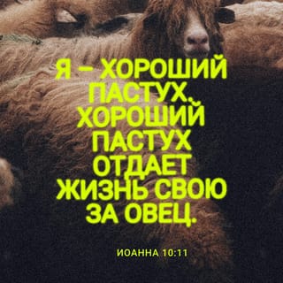 От Иоанна святое благовествование 10:11 - Я — пастырь добрый. Пастырь добрый душу свою полагает за овец.