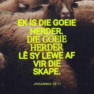 JOHANNES 10:11 - Ek is die goeie herder. Die goeie herder lê sy lewe af vir die skape.