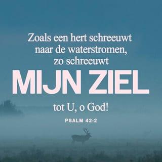 Psalm 42:1-2 - Zoals een hert schreeuwt naar de waterstromen,
zo schreeuwt mijn ziel tot U, o God!