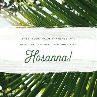 John 12:13 - took the branches of the palm trees, and went forth to meet him, and cried out, Hosanna: Blessed is he that cometh in the name of the Lord, even the King of Israel.