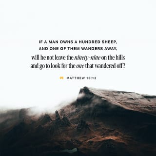 Matthew 18:12 - What do you think about this? If a man has a hundred sheep, and one of them wanders off, won't he leave the ninety-nine on the hills and go in search of the one that's wandered away?