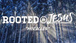 Rooted In Jesus: Miracles