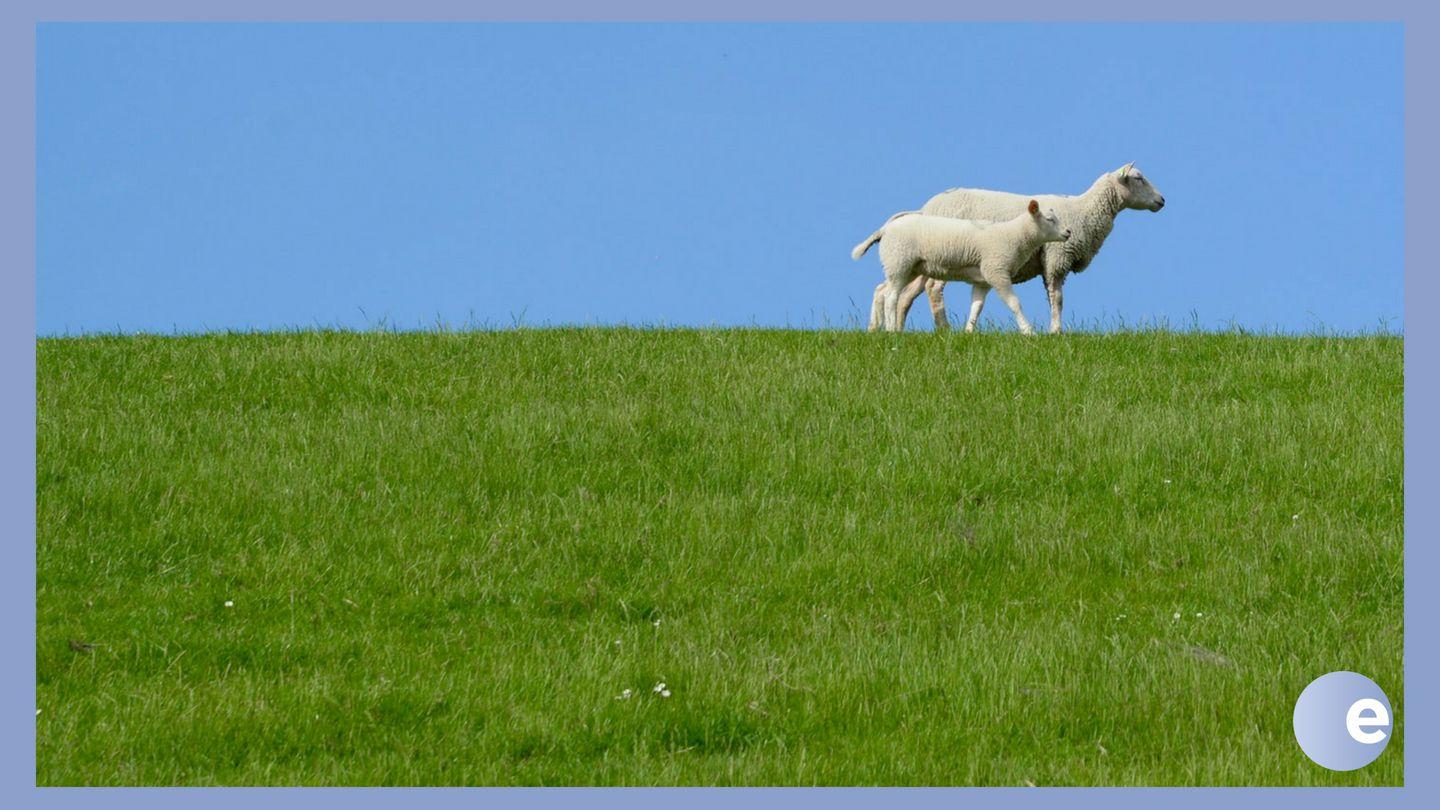Lying Down In Green Pastures Psalms 23:3-4 New International Version (Anglicised)