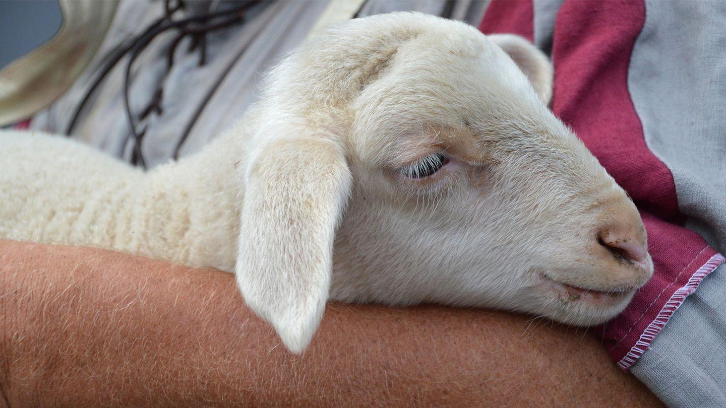 Psalm 23
