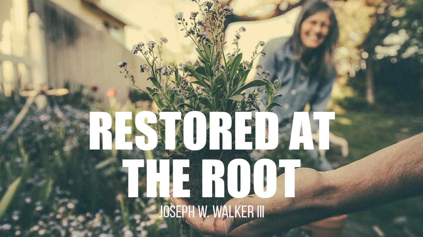 Restored at the Root Efeským 5:1-5 Bible 21
