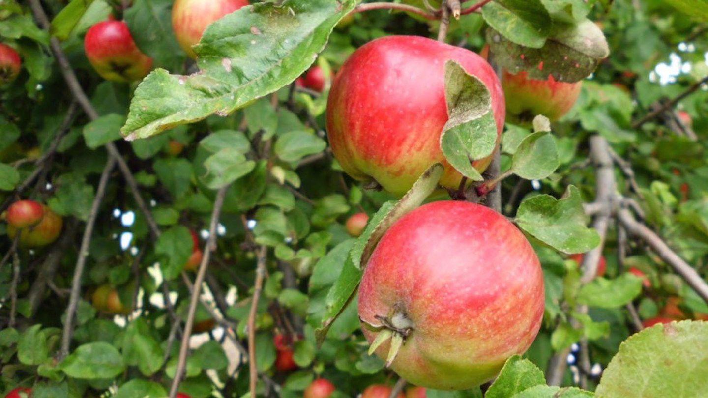 Glorious Gleaning - Jesus In The Book Of Ruth Romans 9:26 New King James Version