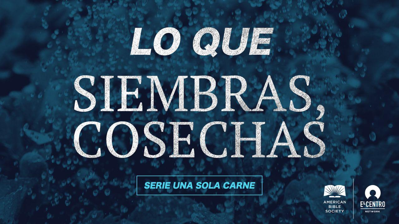 [Serie Una sola carne] Lo que siembras, cosechas