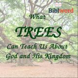 What Trees Can Teach Us About God and His Kingdom