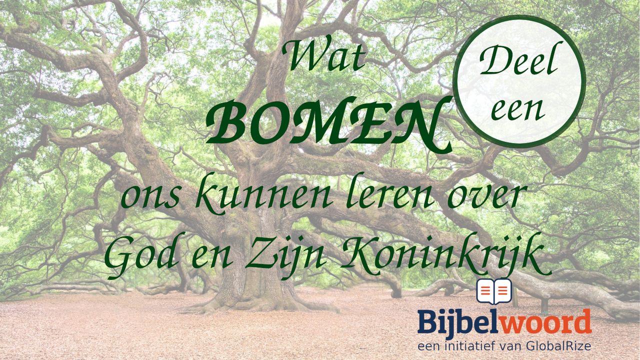 Wat bomen ons kunnen leren over God en zijn Koninkrijk