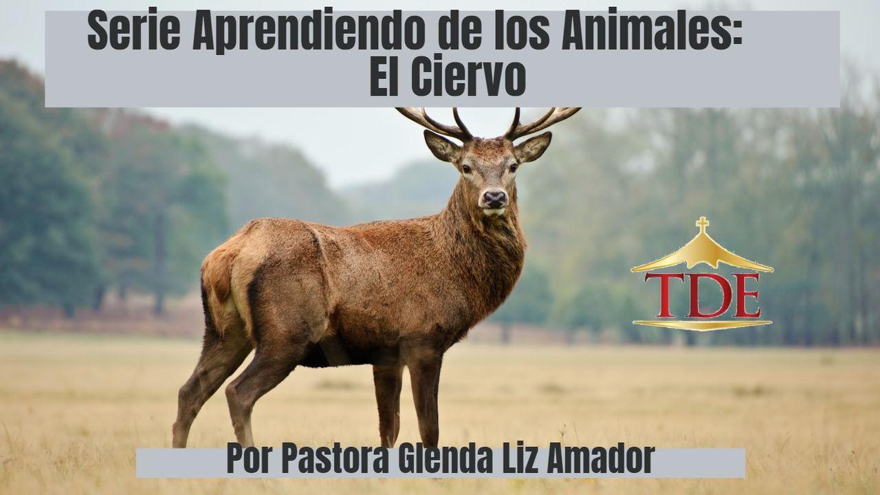 Aprendiendo De Los Animales: El Ciervo