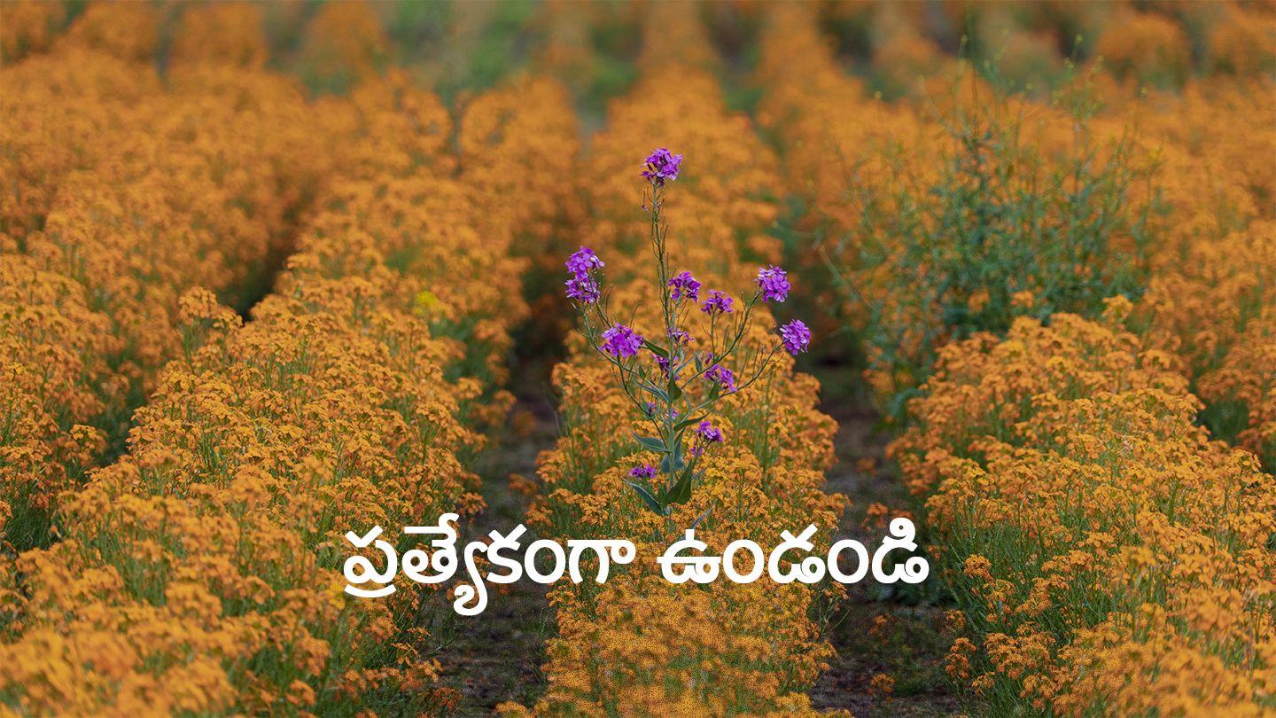 ప్రత్యేకంగా ఉండండి 1 కొరింథీయులకు 3:3 పరిశుద్ధ గ్రంథము O.V. Bible (BSI)
