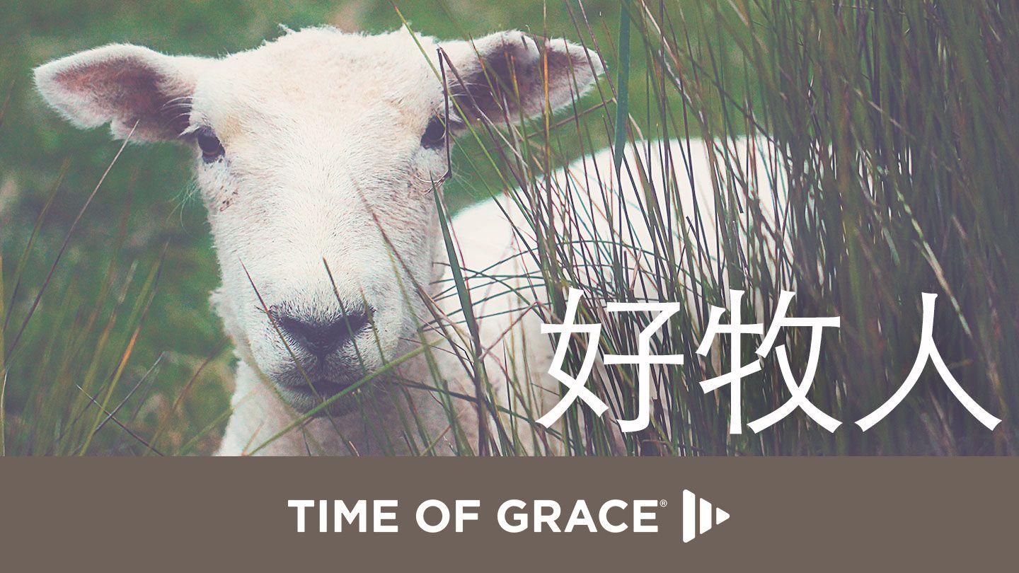 好牧人 馬太福音 18:12 新譯本