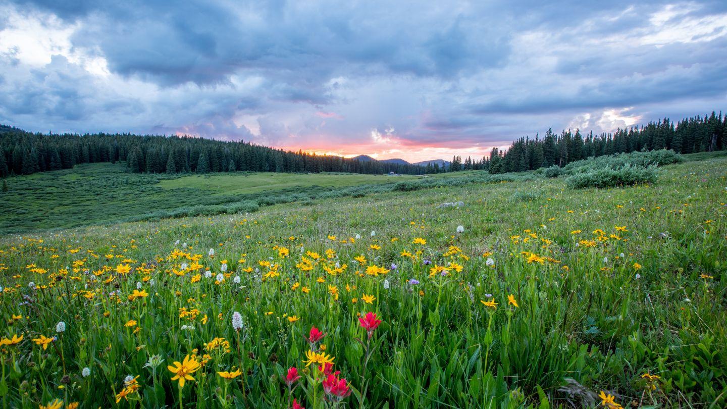Lying Down in a Green Pasture Psalms 23:3-4 New International Version (Anglicised)