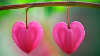Happily Ever After: Devotions From Time of Grace