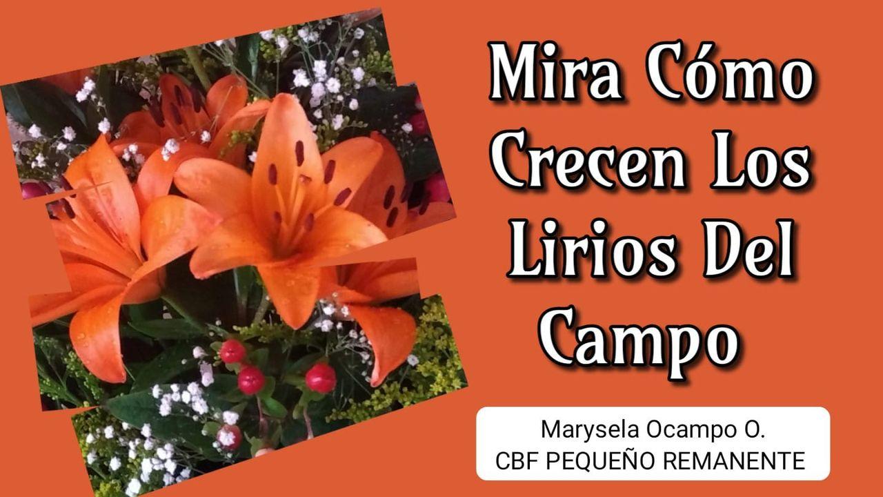 Mira Cómo Crecen Los Lirios Del Campo