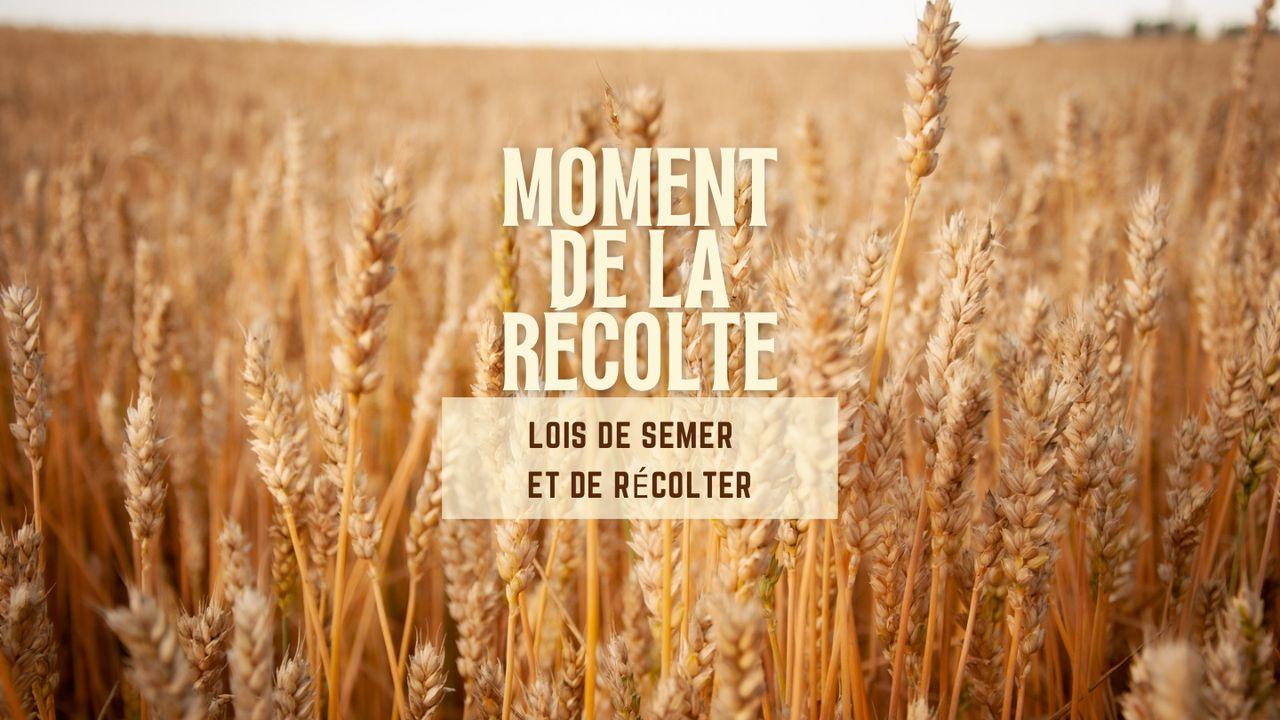 Moment De La Récolte