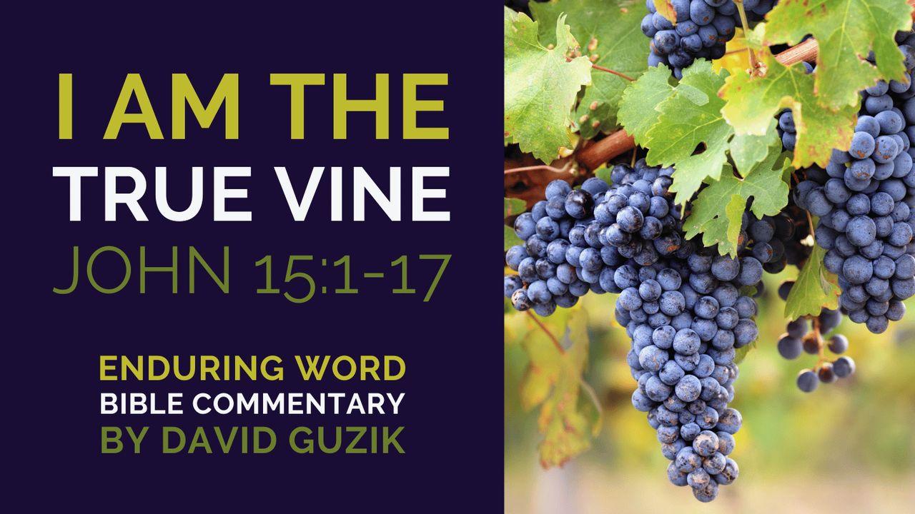 the-true-vine-john-15-1-8-cityview-community-church