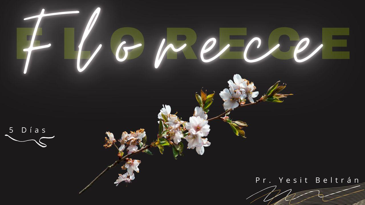 Florecer