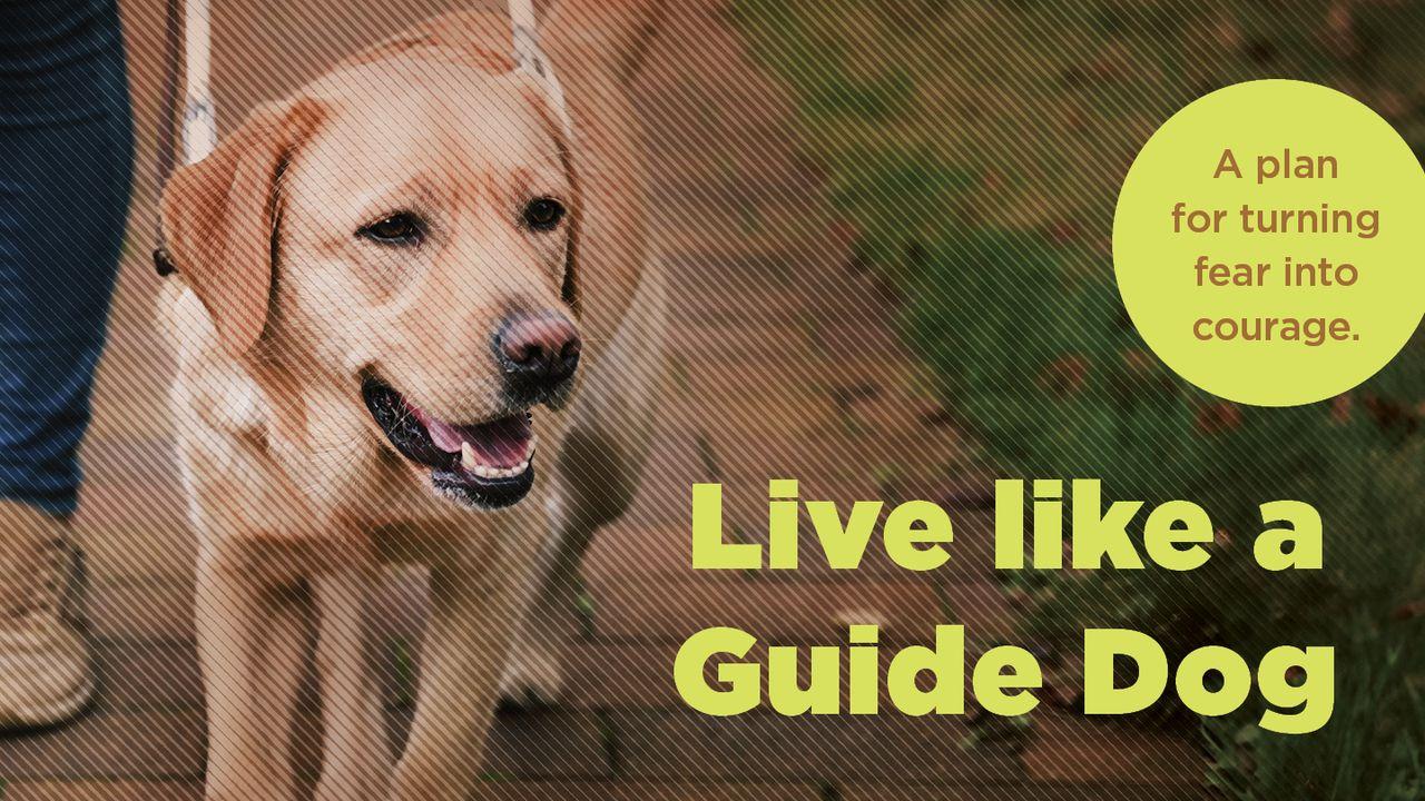 Live Like a Guide Dog: A Plan for Turning Fear Into Courage