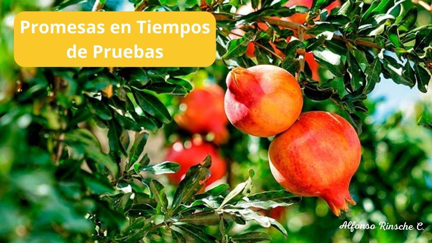 Promesas: En Tiempos de Prueba Saint Matthieu 6:33 Féké Testament 1947