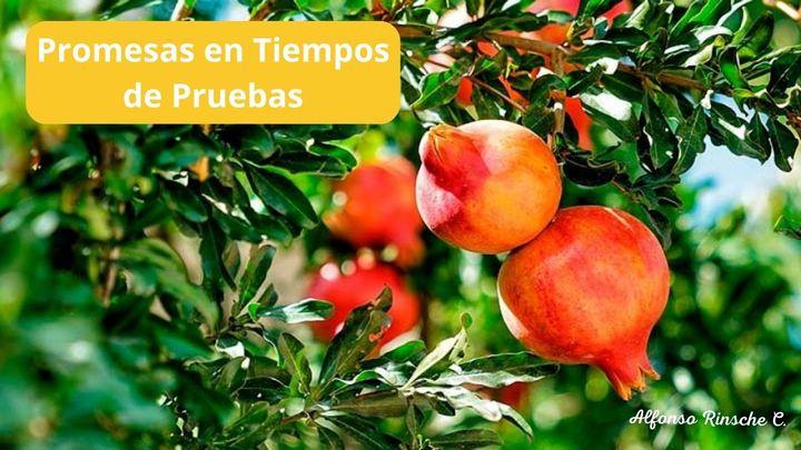 Promesas: En Tiempos de Prueba