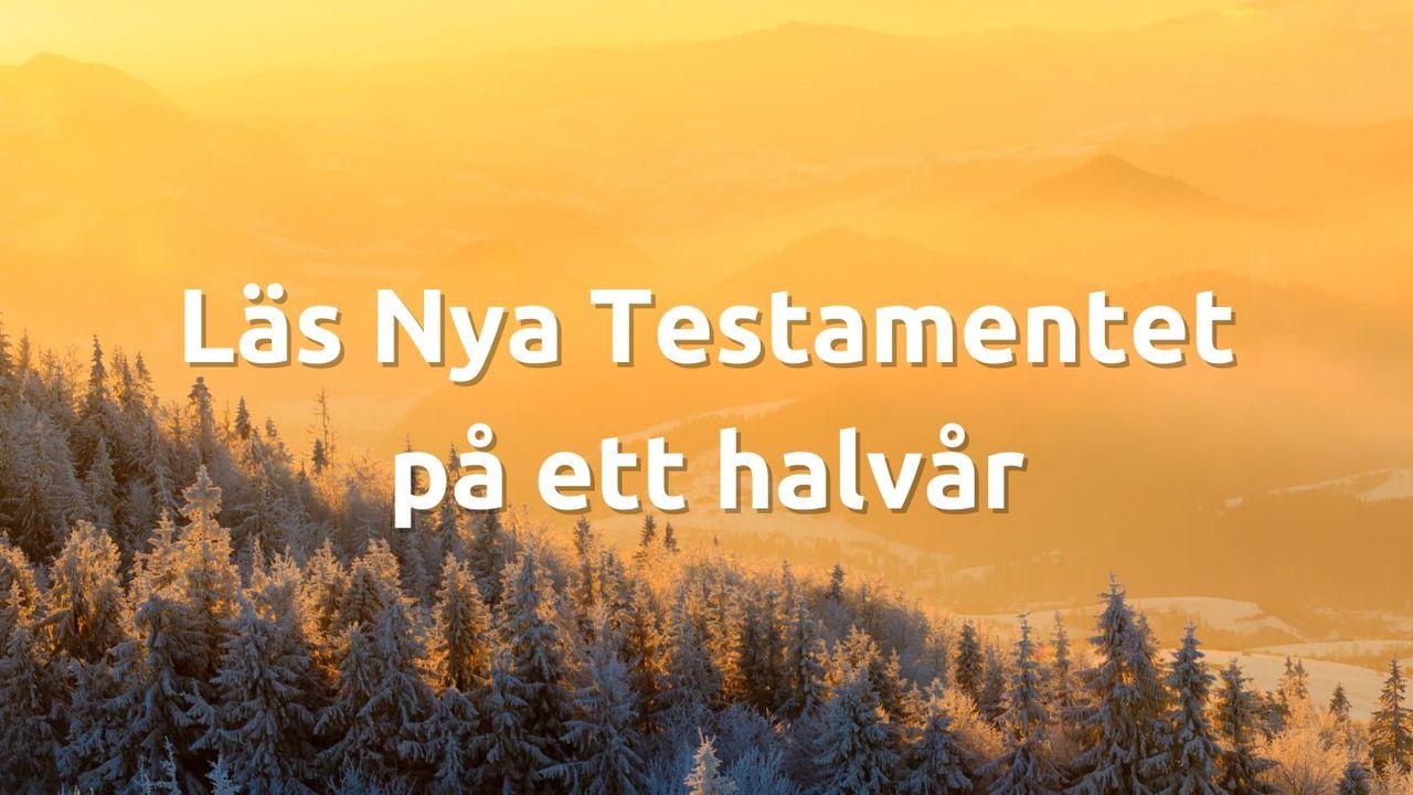 Nya Testamentet på ett halvår