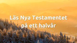 Nya Testamentet på ett halvår