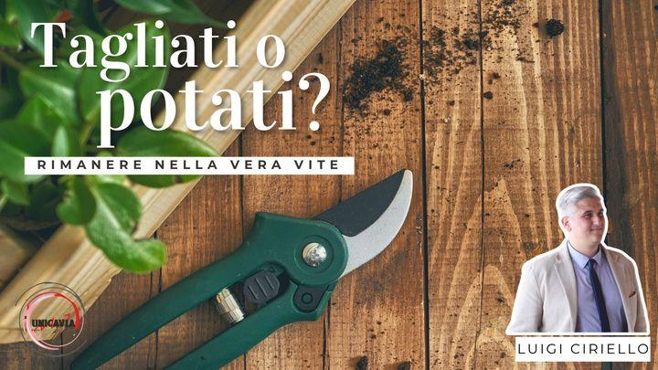 Tagliati O Potati?