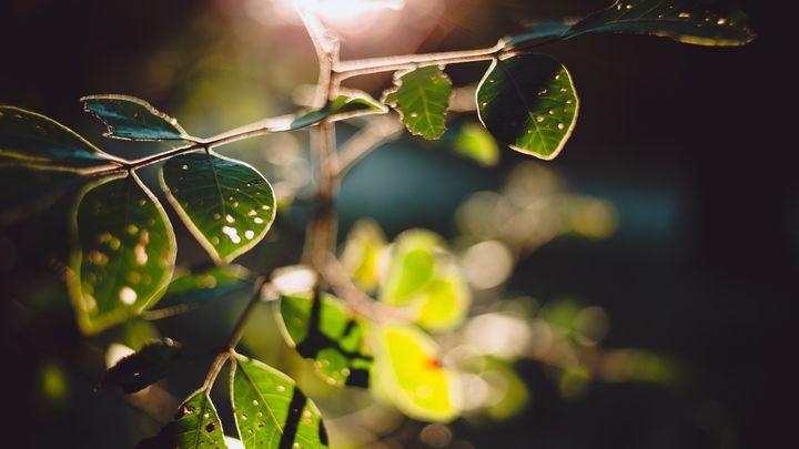 Walk With Jesus: 21 Days Through Matthew