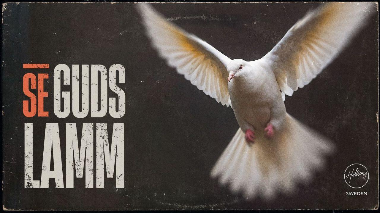 Se Guds Lamm