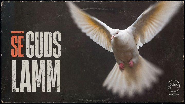 Se Guds Lamm