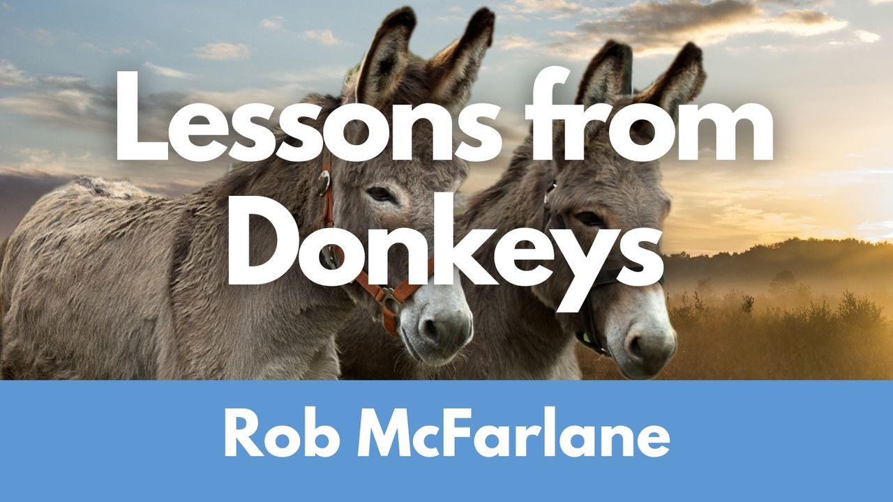 Lessons From Donkeys