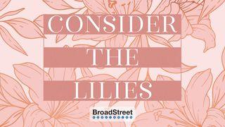 Consider the Lilies