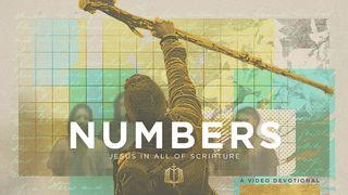 Numbers: A Faithful God to Unfaithful People | Video Devotional