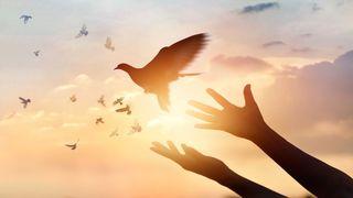 No Se Turbe Vuestro Corazón: El Legado De Paz Y Verdad De Jesús