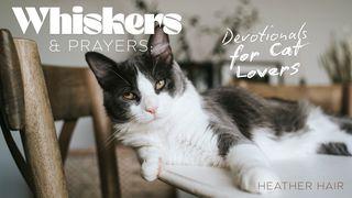 Whiskers & Prayers: Devotionals for Cat Lovers