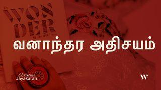வனாந்தர அதிசயம்