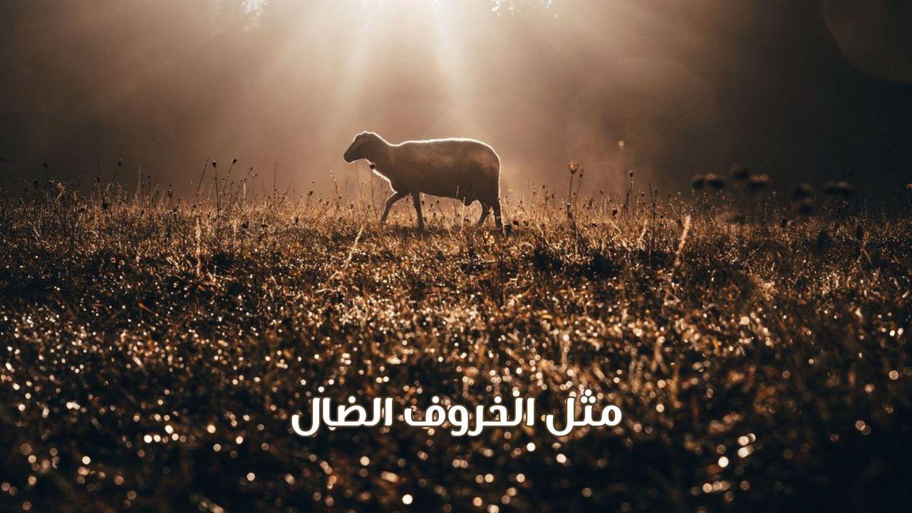 مثل الخروف الضال