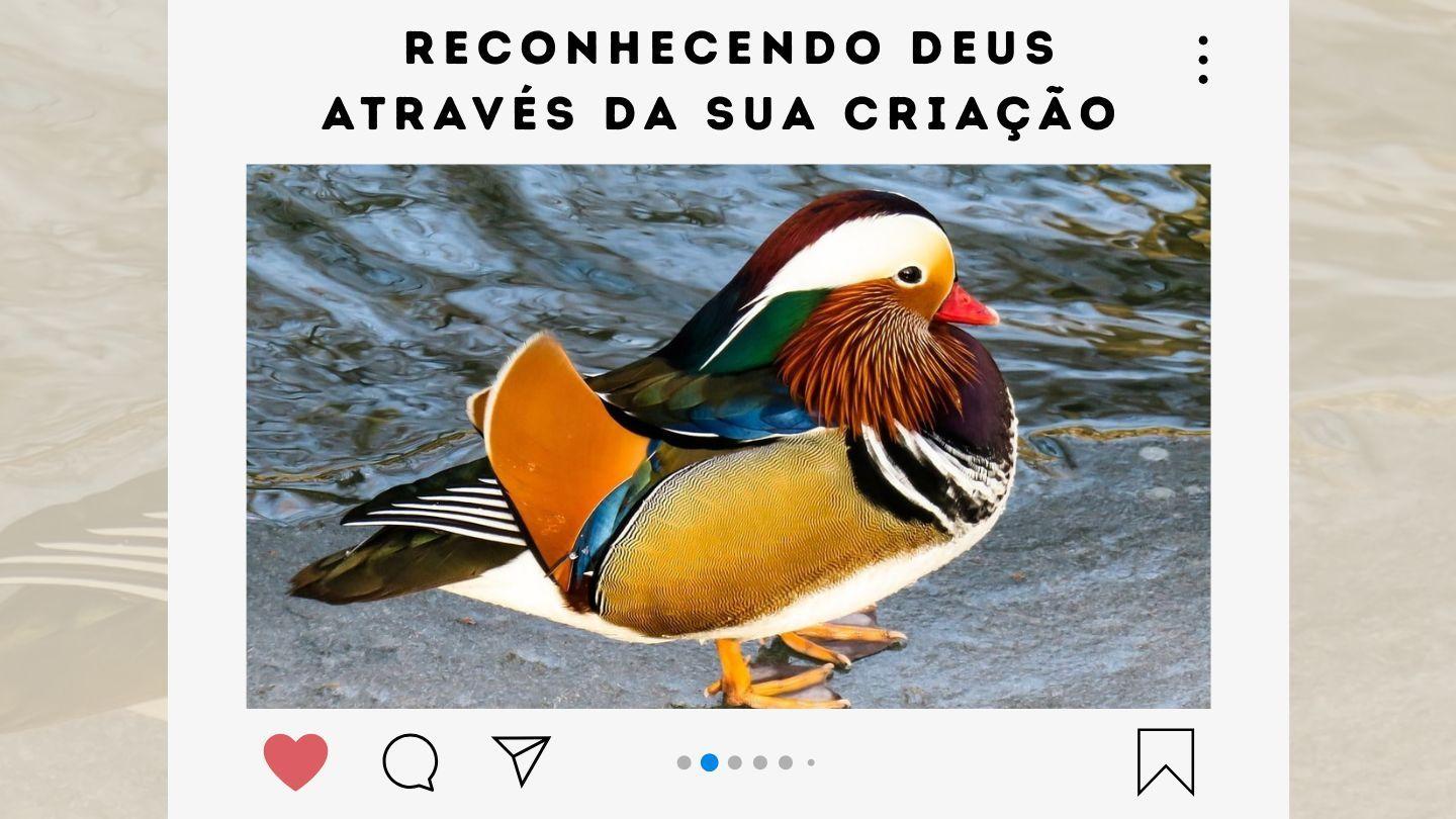 Ciência e Fé - Reconhecendo Deus Através de Sua Criação Romanos 1:22-23 Nova Almeida Atualizada