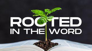 Rooted in the Word: A 5-Day Devotional Journey Based on Colossians 2:6-7