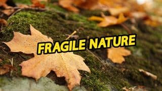 Fragile Nature